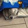 animal, blanket, comfort, cozy, cute, dog, fur, home, indoor, laying, paw, peaceful, pet, puppy, relaxing, resting, sleeping, small, snug, tile_floor