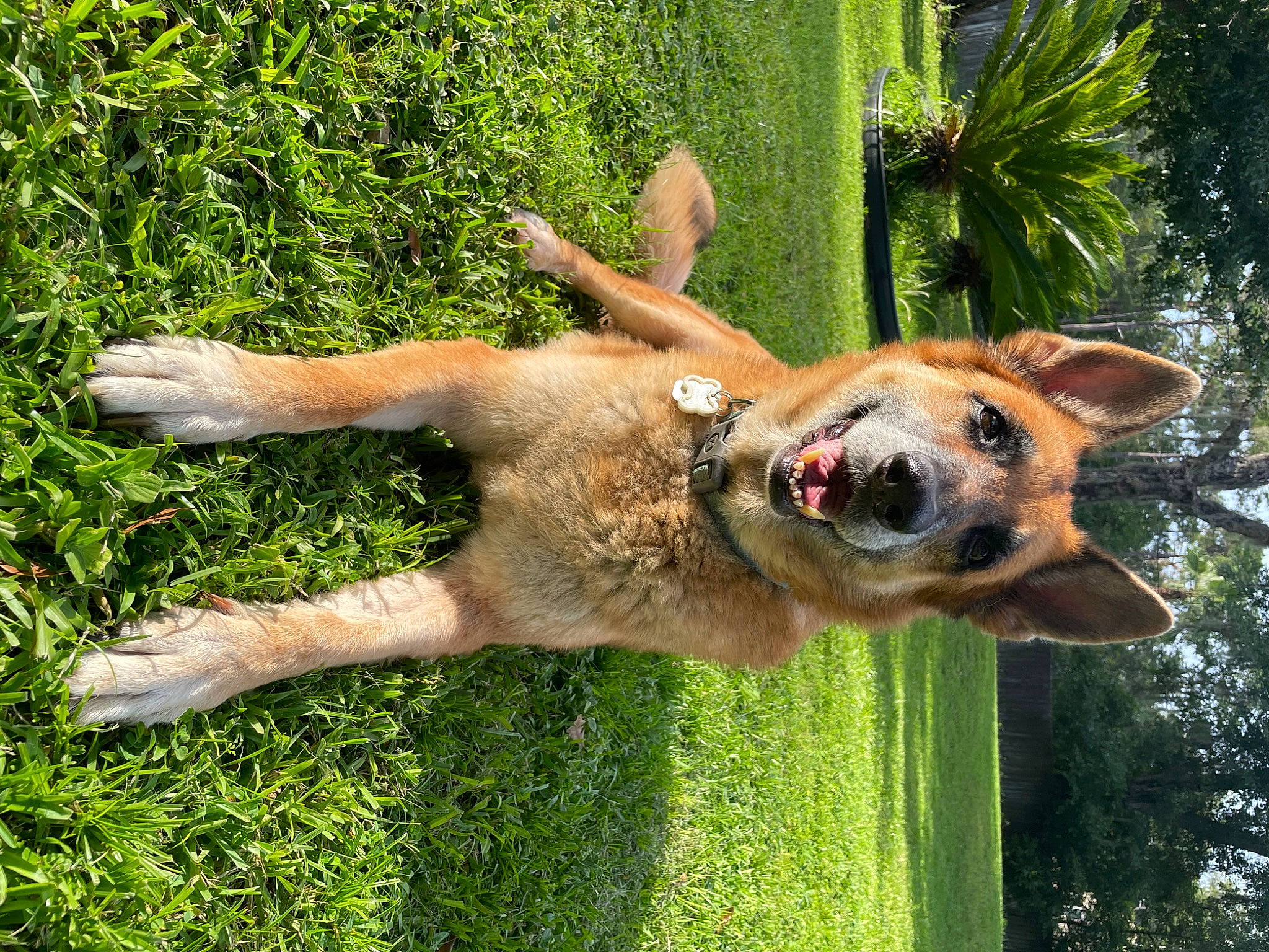 Sheba is registered to the contest to win money with this photo: canidae, carnivore, collar, companion_dog, dog, dog_breed, fawn, fun, german_shepherd_dog, gesture, grass, plant, sporting_group, tail, terrestrial_animal, terrestrial_plant, tree, trunk, working_animal, working_dog