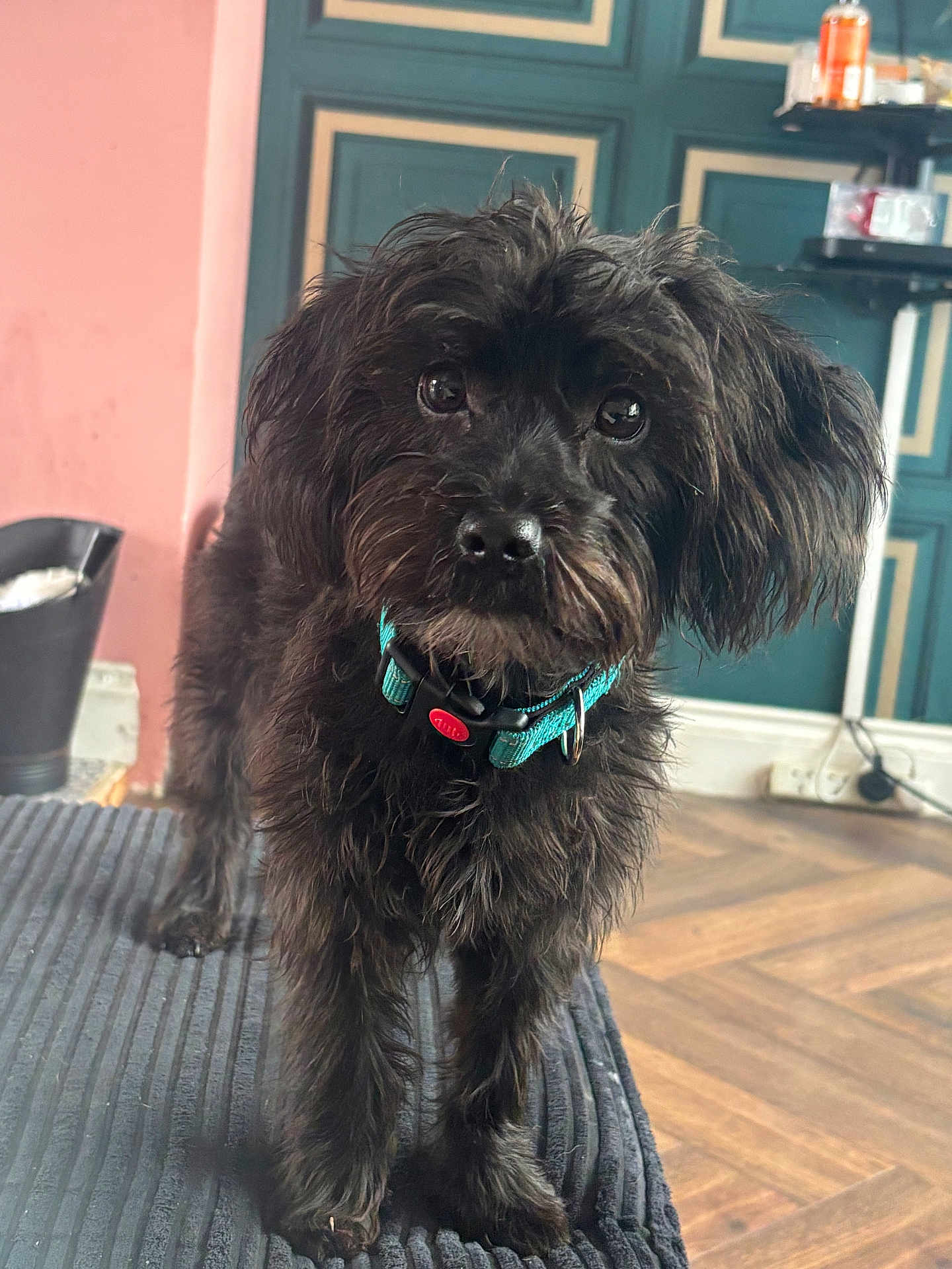 Jett