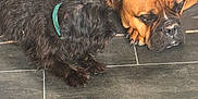 Winston Milo joined the competition — help win amazing prizes! dog, brown_dog, black_dog, floor, tile_floor, collar, pet, canine, fur, resting, indoor, companions, two_dogs, animal, cute, curious, relaxed, snout, paw, laying_down