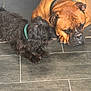 dog, brown_dog, black_dog, floor, tile_floor, collar, pet, canine, fur, resting, indoor, companions, two_dogs, animal, cute, curious, relaxed, snout, paw, laying_down
