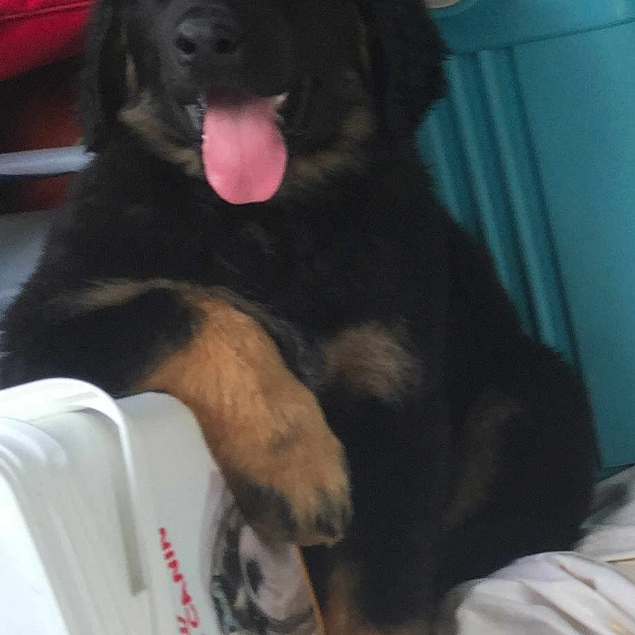 Naïka participe au concours pour gagner de l'argent avec cette photo : puppy, dog, black, brown, tongue, paw, cooler, indoor, resting, relaxed, playful, furry, pet, animal, canine, blanket, container, red, blue, cute