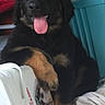 Naïka participe au concours pour gagner de l'argent avec cette photo : dog, black_dog, tongue_out, paw, cooler, storage_bins, blanket, indoor, pet, relaxed, playful, furry, animal, canine, resting, household, comfort, cute, fluffy, friendly