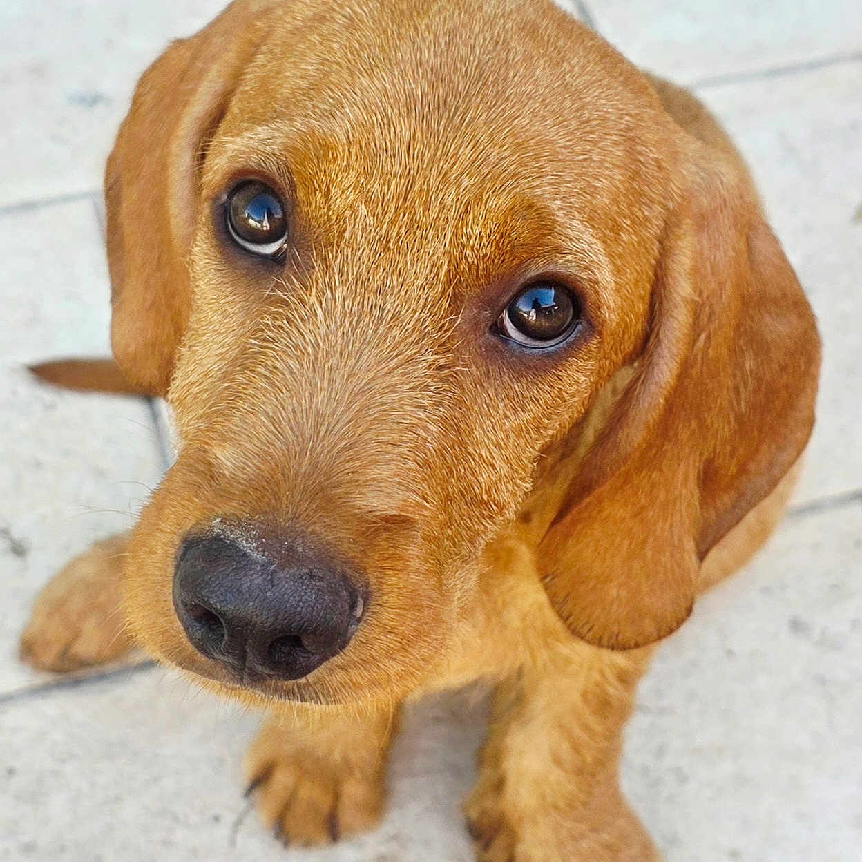 Bakou a rejoint le concours — aidez-le/la à gagner de superbes lots ! puppy, dog, close_up, brown_fur, cute, pet, animal, looking_up, floor, tiles, ears, nose, eyes, whiskers, young, adorable, portrait, sitting, canine, domestic_animal