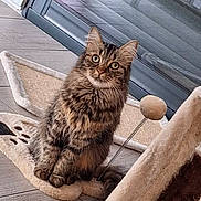 Kaline participe au concours pour gagner de l'argent avec cette photo : cat, tabby, pet, indoor, floor, toy, scratcher, fur, animal, whiskers, ears, eyes, curious, feline, home, cozy, wooden_floor, glass_door, playful, paws