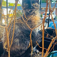 Styx joined the competition — help win amazing prizes! cat, tortoiseshell_cat, animal, pet, garden, plant_pot, dry_plants, soil, outdoor, furry, whiskers, ears, eyes, tail, nature, daylight, background, fence, house, curious