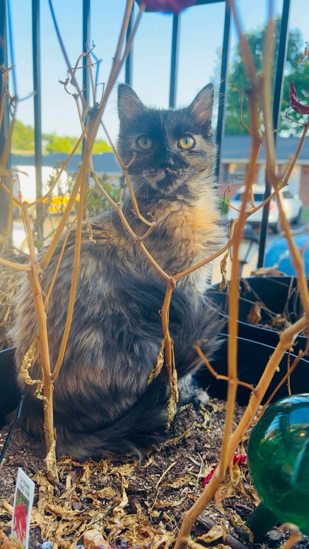 Styx joined the competition — help win amazing prizes! cat, tortoiseshell_cat, animal, pet, garden, plant_pot, dry_plants, soil, outdoor, furry, whiskers, ears, eyes, tail, nature, daylight, background, fence, house, curious