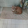 Simba is registered to the contest to win money with this photo: cat, orange_cat, bath_mat, tiled_floor, curtain, towel, bathroom, pet, looking_up, sitting, tile, indoor, paws, whiskers, curled, beige, white_tiles, patterned_curtain, relaxed, domestic