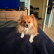 Loki is registered to the contest to win money with this photo: dog, pomeranian, pet, bed, blanket, fur, portrait, indoor, bedroom, dresser, television, tv, paws, carpet, door, shoe_rack, shoes, cozy, furniture, face