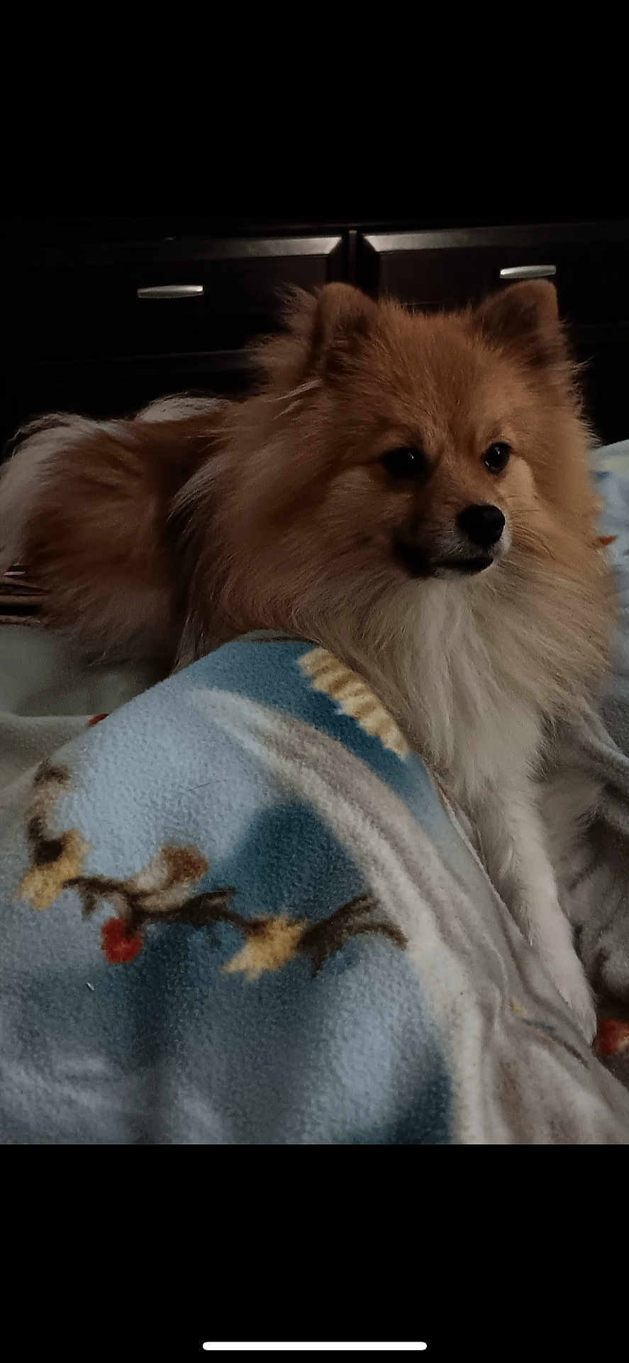 Loki is registered to the contest to win money with this photo: dog, pomeranian, pet, fluffy, fur, blanket, bed, dresser, indoor, cozy, portrait, brown_fur, snout, cute, lying_down, paws, close_up, domestic_animal, resting, soft_texture