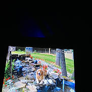Pickle is registered to the contest to win money with this photo: dog, golden_retriever, pond, rocks, water, garden, tree, flowers, grass, stone, backyard, fountain, screen, camera_display, timestamp, playback_icon, reflection, dark_background, photo_inside_photo, pet