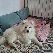 Bloom a rejoint le concours — aidez-le/la à gagner de superbes lots ! puppy, dog, white_fur, floor_tiles, blanket, toys, cushions, indoor, home, cozy, cute, pet, animal, playful, resting, fur, young_dog, drawing, wall, radiator