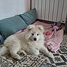 puppy, dog, white_fur, floor_tiles, blanket, toys, cushions, indoor, home, cozy, cute, pet, animal, playful, resting, fur, young_dog, drawing, wall, radiator