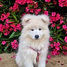 Bloom participe au concours pour gagner de l'argent avec cette photo : puppy, dog, white_fur, fluffy, pink_harness, flowers, pink_flowers, green_leaves, outdoor, nature, sitting, cute, pet, animal, garden, colorful, adorable, young_dog, fur, ground