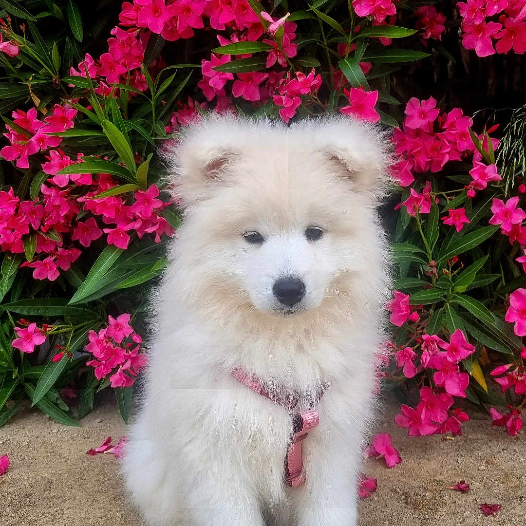 Bloom participe au concours pour gagner de l'argent avec cette photo : puppy, dog, white_fur, fluffy, pink_harness, flowers, pink_flowers, green_leaves, outdoor, nature, sitting, cute, pet, animal, garden, colorful, adorable, young_dog, fur, ground