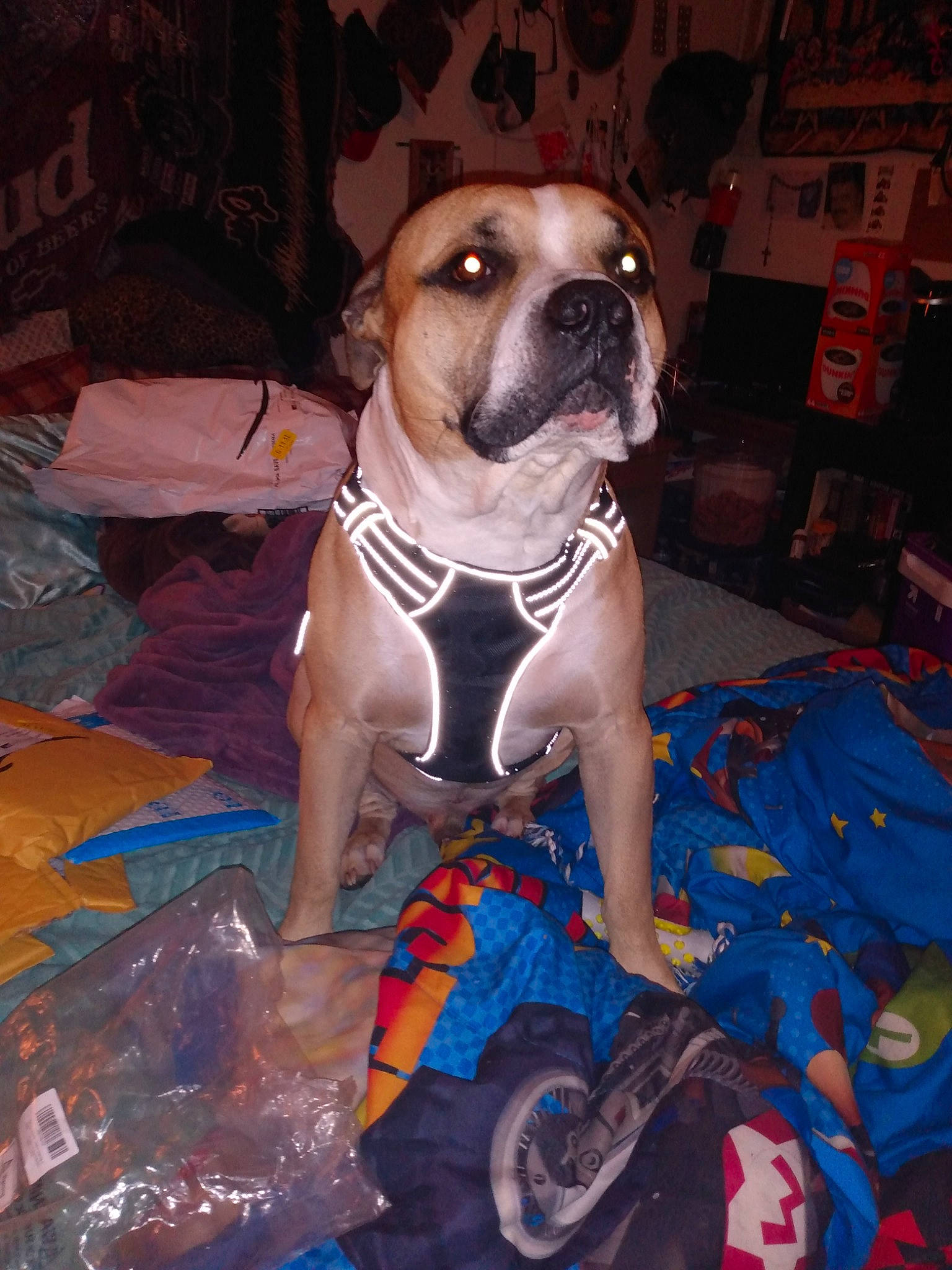 Geo joined the competition — help win amazing prizes! bulldog, canidae, carnivore, companion_dog, dog, dog_breed, dog_clothes, dog_supply, electric_blue, fawn, flooring, molosser, puppy, snout, sporting_group, toy_dog, wheel, whiskers, working_animal, working_dog