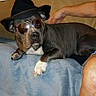 dog, hat, sunglasses, couch, blue_blanket, human_arm, indoor, pet, relaxed, brown_dog, white_paws, accessory, fashion, portrait, companion, animal, canine, casual, resting, domestic