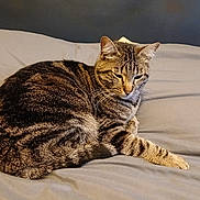 Myrtille a rejoint le concours — aidez-le/la à gagner de superbes lots ! animal, bed, blanket, cat, cozy, cute, domestic, feline, fur, indoor, lying_down, mammal, paw, pet, relaxed, resting, sleepy, striped, tabby, whiskers