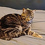 animal, bed, blanket, cat, cozy, cute, domestic, feline, fur, indoor, lying_down, mammal, paw, pet, relaxed, resting, sleepy, striped, tabby, whiskers