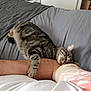 Myrtille a rejoint le concours — aidez-le/la à gagner de superbes lots ! arm, bed, blanket, cat, closeup, comfort, cozy, cute, feline, gray, human, indoor, paw, pet, relaxing, resting, sleeping, snuggling, striped, tabby