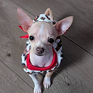 Mia is registered to the contest to win money with this photo: dog, chihuahua, puppy, small_dog, pet, animal, cute, sweater, leopard_print, red_collar, indoors, wooden_floor, looking_up, ears_up, young_dog, domestic_animal, fur, short_hair, companion, adorable