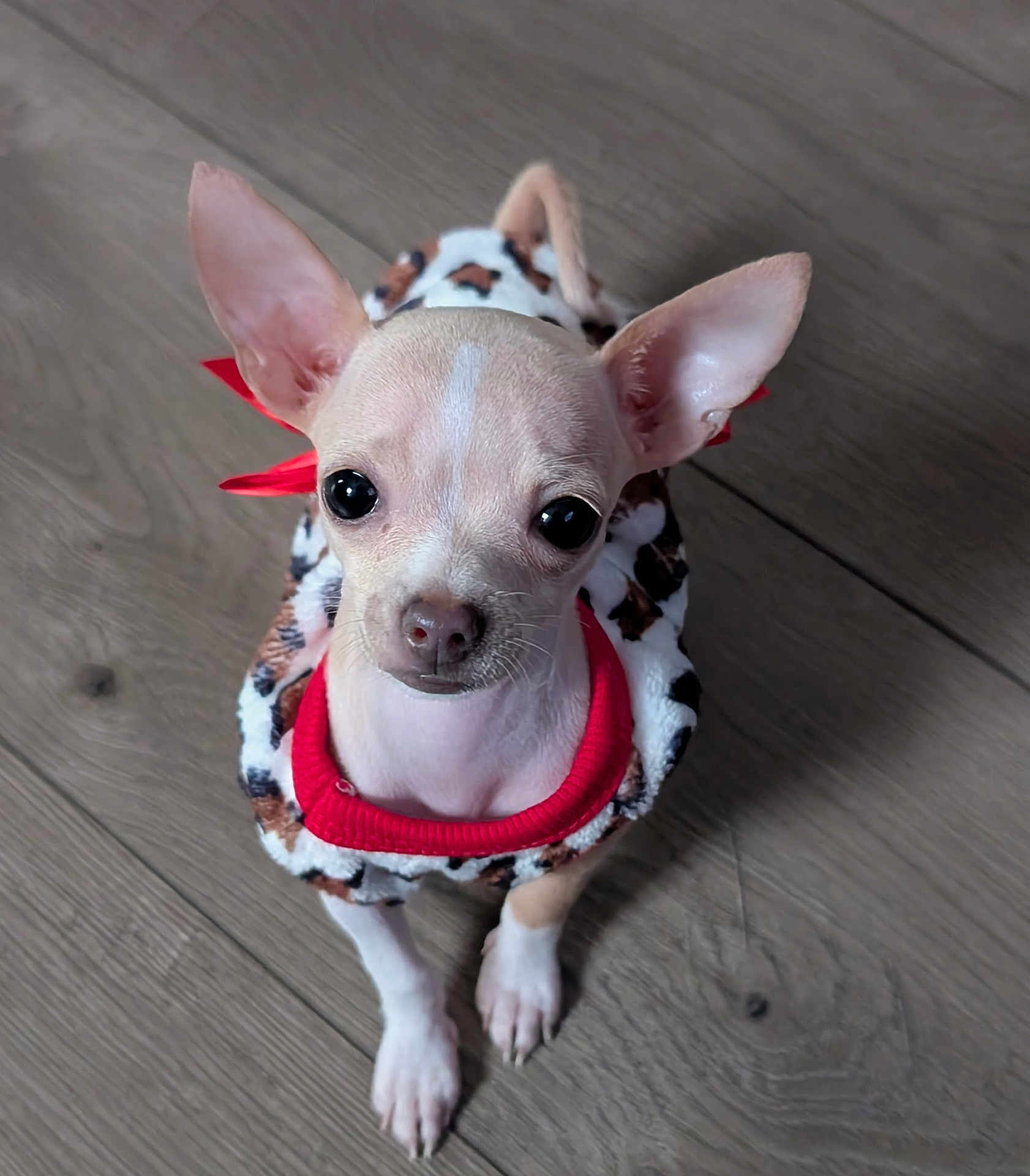 Mia is registered to the contest to win money with this photo: dog, chihuahua, puppy, small_dog, pet, animal, cute, sweater, leopard_print, red_collar, indoors, wooden_floor, looking_up, ears_up, young_dog, domestic_animal, fur, short_hair, companion, adorable