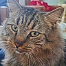 cat, tabby, green_eyes, close_up, indoor, living_room, christmas_tree, blurred_background, feline, whiskers, fur, pet, cozy, holiday, decor, mammal, domestic_animal, cute, animal_portrait, soft_light