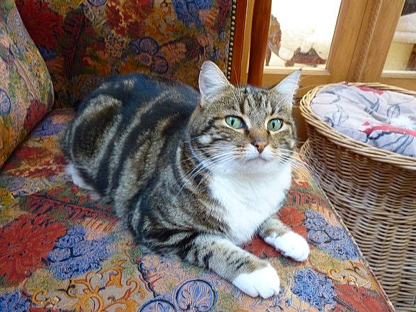 Cooky participe au concours pour gagner de l'argent avec cette photo : basket, carnivore, cat, comfort, couch, domestic_short_haired_cat, door, felidae, flooring, fur, sitting, small_to_medium_sized_cats, snout, storage_basket, tail, terrestrial_animal, whiskers, wicker, window, wood