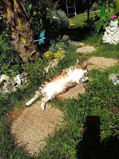 Cooky a rejoint le concours — aidez-le/la à gagner de superbes lots ! carnivore, cat, companion_dog, dog_breed, fawn, felidae, fur, garden, grass, groundcover, landscape, plant, shadow, shrub, small_to_medium_sized_cats, soil, sporting_group, tail, tree, wood