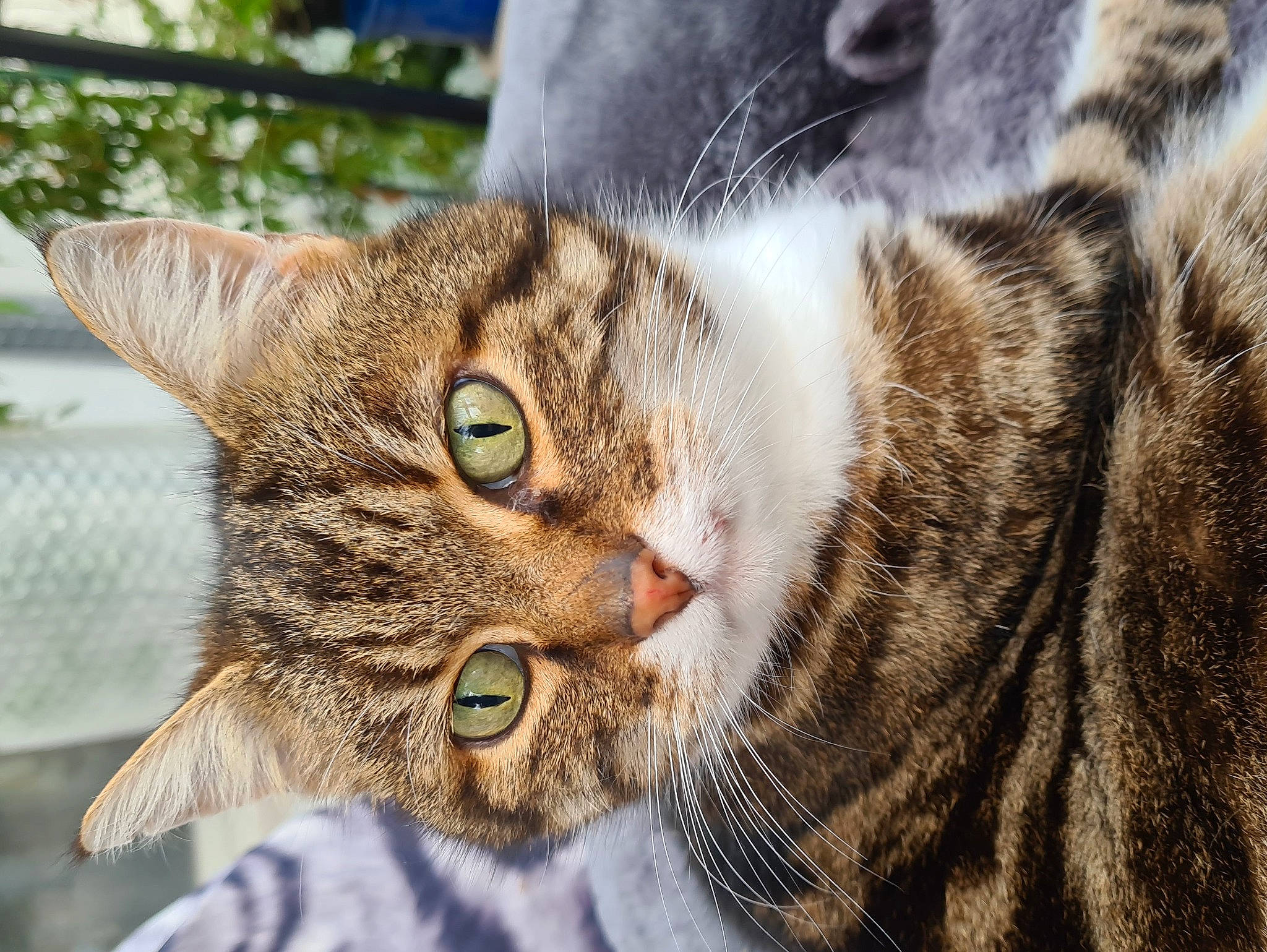 Cooky a rejoint le concours — aidez-le/la à gagner de superbes lots ! carnivore, cat, domestic_short_haired_cat, felidae, fur, grass, small_to_medium_sized_cats, snout, terrestrial_animal, tree, whiskers, wildlife