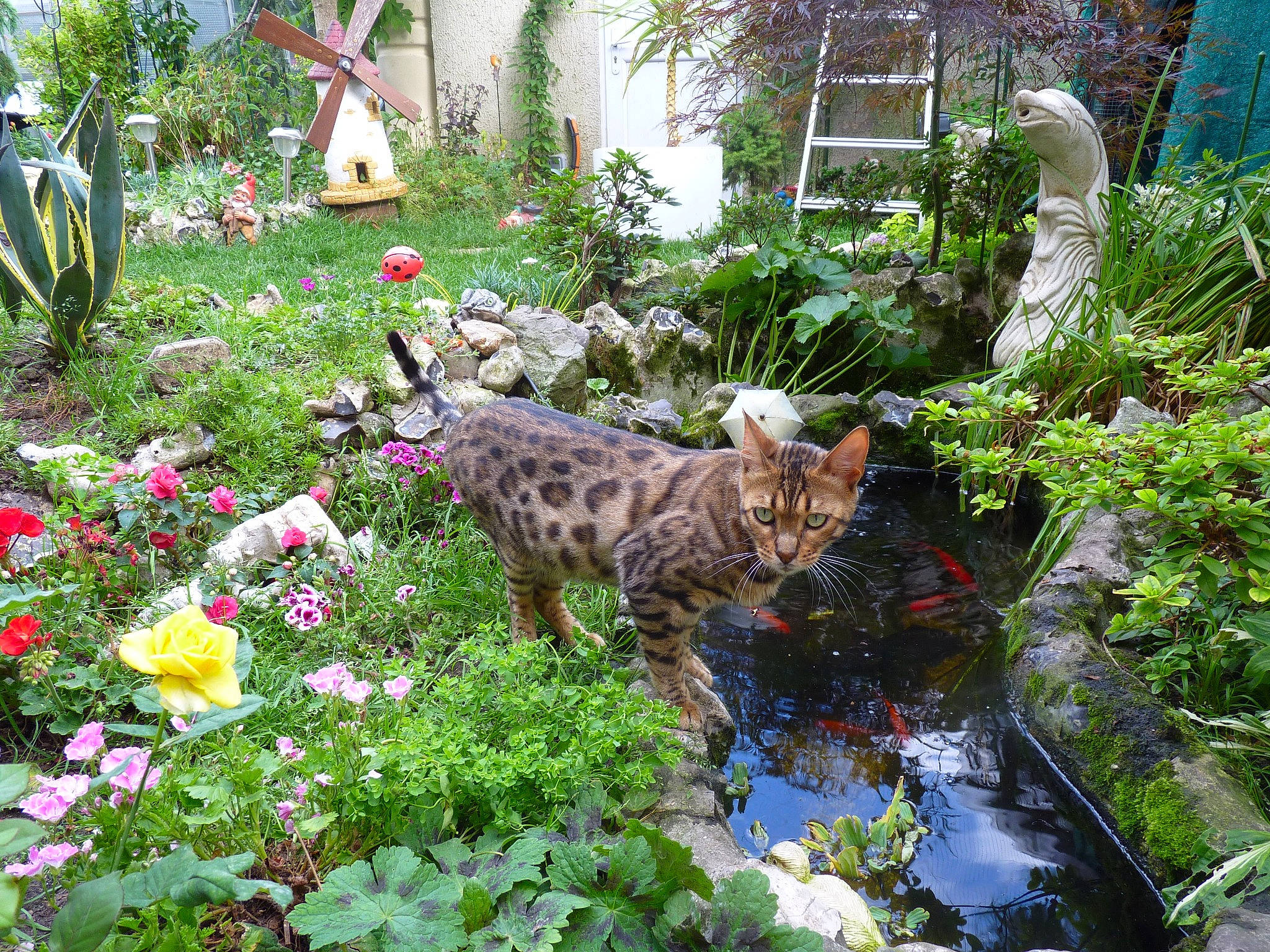 Haeden participe au concours pour gagner de l'argent avec cette photo : carnivore, cat, fawn, felidae, flower, flowerpot, garden, grass, groundcover, landscape, landscaping, lawn_ornament, petal, plant, shrub, small_to_medium_sized_cats, terrestrial_plant, vegetation, water, window
