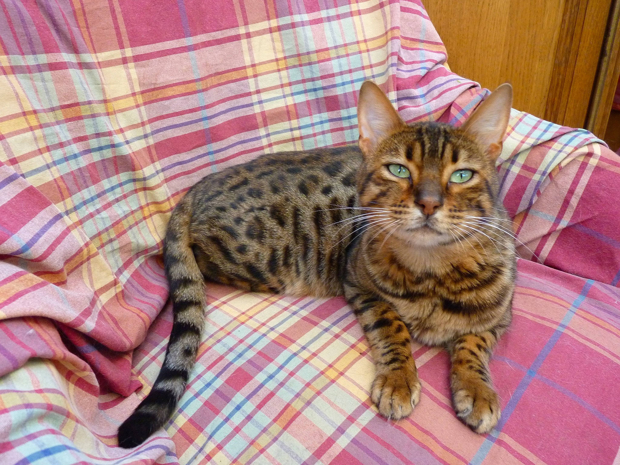 Haeden participe au concours pour gagner de l'argent avec cette photo : carnivore, cat, comfort, domestic_short_haired_cat, felidae, fur, linens, pattern, paw, plaid, small_to_medium_sized_cats, tartan, terrestrial_animal, textile, whiskers