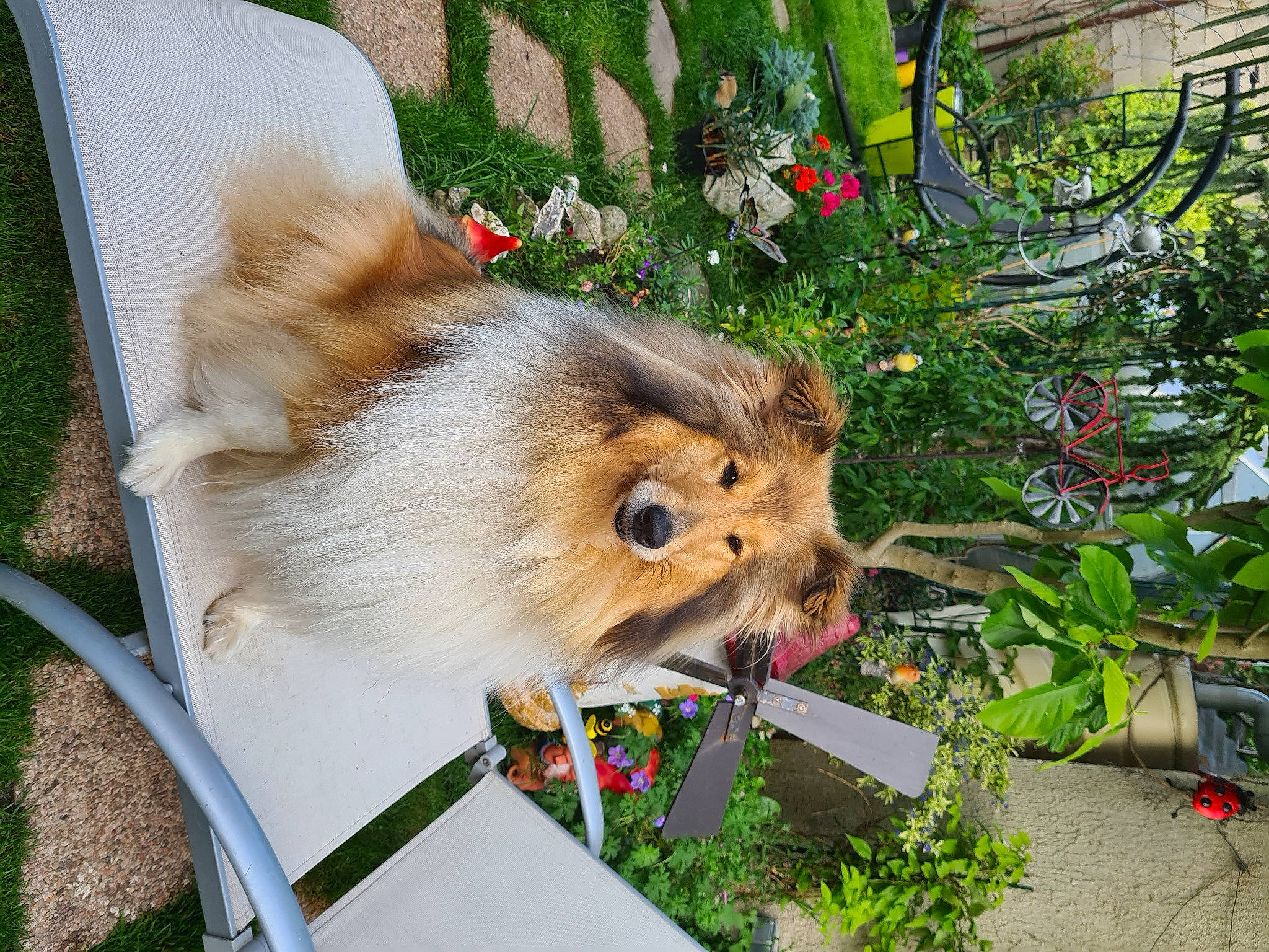 Nouchka participe au concours pour gagner de l'argent avec cette photo : canidae, carnivore, collar, companion_dog, dog, dog_breed, fawn, felidae, flower, fur, grass, plant, small_to_medium_sized_cats, snout, spitz, sporting_group, tail, toy_dog, whiskers, wildlife