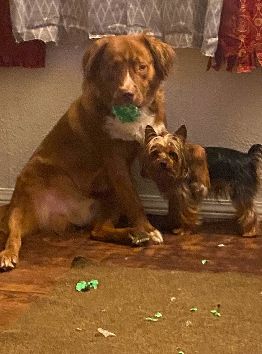 Albert joined the competition — help win amazing prizes! canidae, carnivore, companion_dog, dog, dog_breed, dog_supply, fawn, flooring, fur, guard_dog, liver, paw, small_terrier, snout, sporting_group, tail, terrestrial_animal, toy_dog, working_animal, working_dog