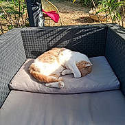 Sheba a rejoint le concours — aidez-le/la à gagner de superbes lots ! cat, sleeping, curled_up, ginger_cat, white_cat, outdoor, garden, patio, wicker_furniture, sofa, cushion, sunlight, sunbeam, relaxed, peaceful, nap, animal, pet, plants, red_chair