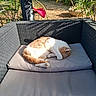 cat, sleeping, curled_up, ginger_cat, white_cat, outdoor, garden, patio, wicker_furniture, sofa, cushion, sunlight, sunbeam, relaxed, peaceful, nap, animal, pet, plants, red_chair