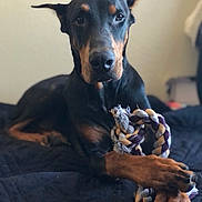 Bruce is registered to the contest to win money with this photo: doberman, dog, pet, animal, toy, rope_toy, paws, lying_down, indoor, bed, black_coat, brown_markings, portrait, close_up, focused, calm, relaxed, furniture, quilted, companion