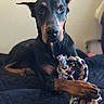 doberman, dog, pet, animal, toy, rope_toy, paws, lying_down, indoor, bed, black_coat, brown_markings, portrait, close_up, focused, calm, relaxed, furniture, quilted, companion