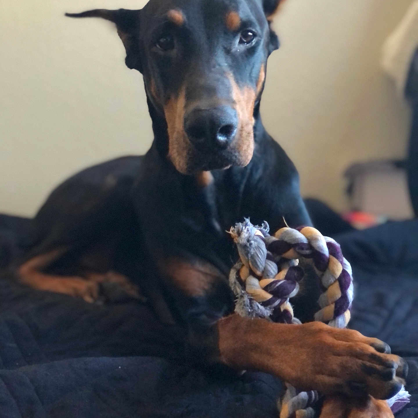 Bruce is registered to the contest to win money with this photo: doberman, dog, pet, animal, toy, rope_toy, paws, lying_down, indoor, bed, black_coat, brown_markings, portrait, close_up, focused, calm, relaxed, furniture, quilted, companion
