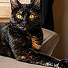 Cappuccilo participe au concours pour gagner de l'argent avec cette photo : cat, tortoiseshell_cat, yellow_eyes, indoor, couch, furniture, pet, animal, relaxed, portrait, feline, whiskers, fur, domestic_cat, closeup, resting, looking, cute, home, cozy