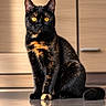 Cappuccilo participe au concours pour gagner de l'argent avec cette photo : cat, tortoiseshell, pet, animal, indoor, feline, fur, whiskers, eyes, reflection, floor, sitting, closeup, portrait, domestic, cute, home, wooden_cabinet, yellow_eyes, black_fur