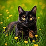 cat, tortoiseshell_cat, animal, pet, grass, yellow_flowers, nature, outdoor, greenery, meadow, closeup, feline, cute, portrait, sitting, whiskers, eyes, fur, wildlife, relaxing