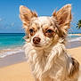 dog, chihuahua, long_hair, beach, sand, ocean, waves, palm_trees, sky, sunny, outdoor, pet, animal, close_up, portrait, nature, summer, vacation, tropical, cute