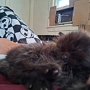 Piper joined the competition — help win amazing prizes! kitten, black_fur, sleeping, furry, hand, person, pants, skull_pattern, indoor, window, cardboard, relaxing, cozy, blurred, close_up, resting, casual, home, animal, pet