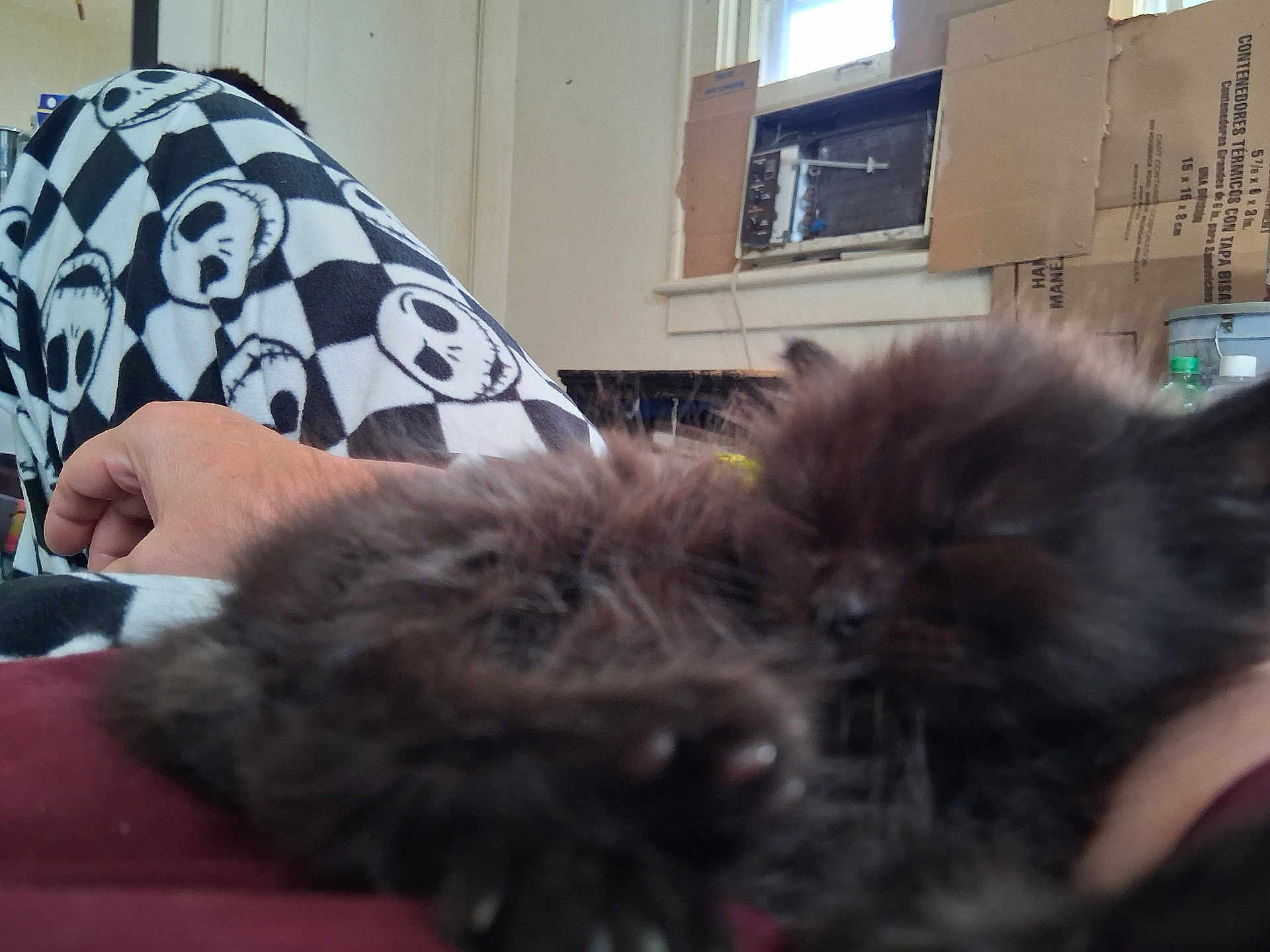 Piper joined the competition — help win amazing prizes! kitten, black_fur, sleeping, furry, hand, person, pants, skull_pattern, indoor, window, cardboard, relaxing, cozy, blurred, close_up, resting, casual, home, animal, pet