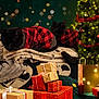 animal, blackcat, box, cardboard, carton, cat, christmas, christmasdecorations, christmastree, couch, festival, fir, furniture, gift, kitten, lighting, manx, pet, plant, tree