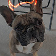 Urio participe au concours pour gagner de l'argent avec cette photo : dog, french_bulldog, pet, animal, indoor, floor, chair, ears, face, eyes, snout, paw, looking_up, cute, playful, glowing_horns, devil_horns, mischievous, brown, white