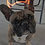dog, french_bulldog, pet, animal, indoor, floor, chair, ears, face, eyes, snout, paw, looking_up, cute, playful, glowing_horns, devil_horns, mischievous, brown, white