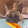 Urio a rejoint le concours — aidez-le/la à gagner de superbes lots ! dog, french_bulldog, toy, hot_dog_toy, cardboard_box, pet, brown_dog, indoor, floor, ear, snout, looking_up, animal, cute, playful, pet_toy, close_up, person_leg, sneaker, domestic_animal