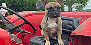 Urio participe au concours pour gagner de l'argent avec cette photo : dog, french_bulldog, tractor, seat, steering_wheel, red, outdoor, farm, vehicle, rustic, cloudy_sky, greenery, tree, animal, pet, sitting, close_up, farm_equipment, nature, cute